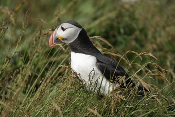 Puffin Iceland