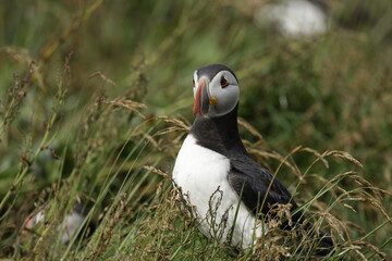 Puffin of Iceland
