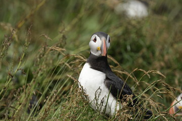 Puffin of Iceland