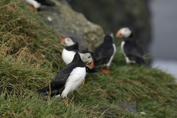 Puffin of Iceland
