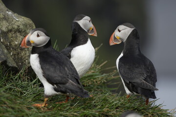 Puffin of Iceland