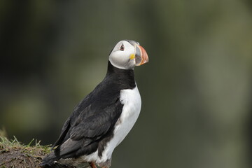 Puffin of Iceland