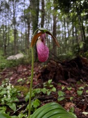 lady slipper in the forest 