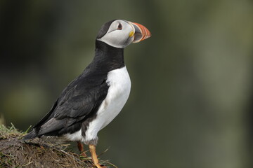 Puffin of Iceland