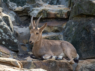 Fototapeta premium Steinbock