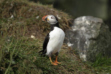 Puffin of Iceland