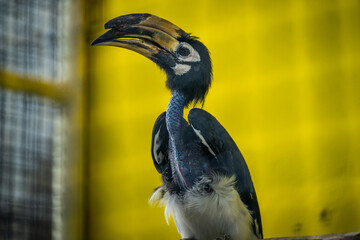 Majestic hornbill perched against a vibrant yellow backdrop in a wildlife sanctuary
