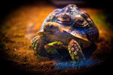 A tortoise exploring its habitat on a warm afternoon