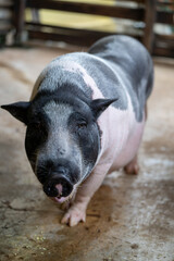 A black and pink pig walking on a farm during the day