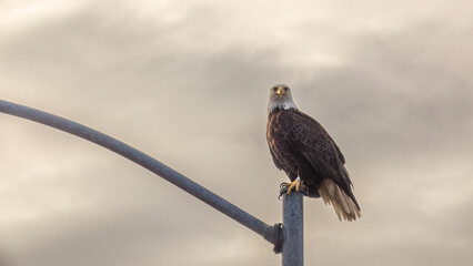 Adult bald eagle (binomial name: Haliaeetus leucocephalus), tagged with a leg band, perching on a light post and looking at you under a cloudy sky early on a summer morning in Sitka, Alaska