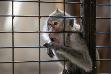 Monkey in a cage looking through bars in a wildlife sanctuary during the day