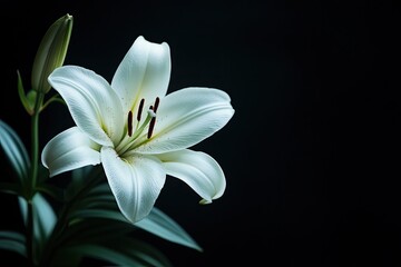 Fototapeta premium A stunning white lily blooms elegantly against a dark background, showcasing its delicate petals and striking beauty.