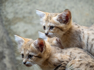 Sandkatze