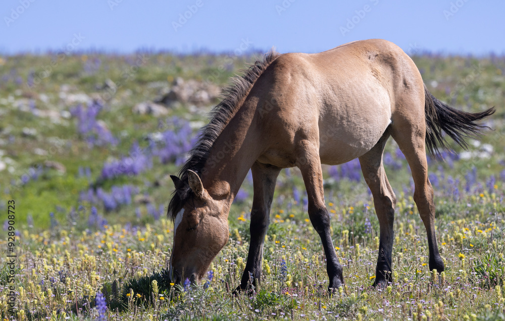 Poster Beautiful Wild Horse in Suimmer int he Pryor Mountains Montana