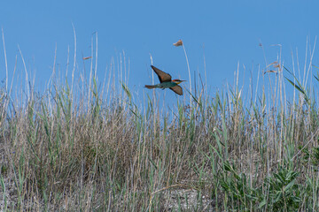 Bienenfresser im Flug
