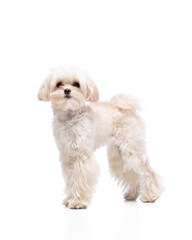 Graceful and cheerful cute dog, Maltese puppy stands proudly looking at camera against white studio background. Concept of grooming cervices and veterinaries, pet lovers, friendship.