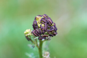 Insects caterpillars on a flower.