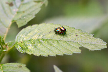 Two beetles insects reproduce on a tree leaf.