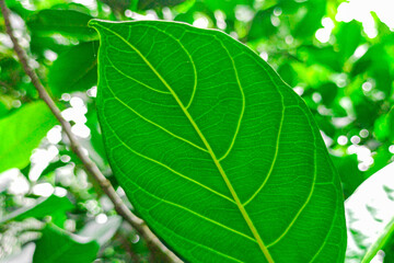 Fress Green jackfruit tree leaves. 