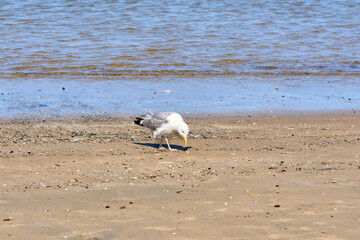 Seagull by the sea on a sunny day.