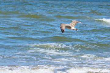 Seagull in flight by the sea on a sunny day.