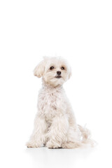 Calm furry pet sitting against white studio background. Cute purebred Maltese. Dog looks healthy and well-groomed. Concept of grooming cervices and veterinaries, pet lovers, friendship.