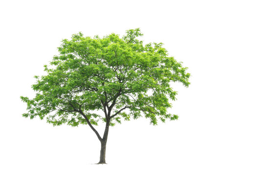 A beautiful, lush, green tree with dense foliage and a sturdy trunk standing alone on a transparent background. perfect for nature and landscaping themes.