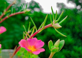 Bright portulaca pink flowers with Green leaves.