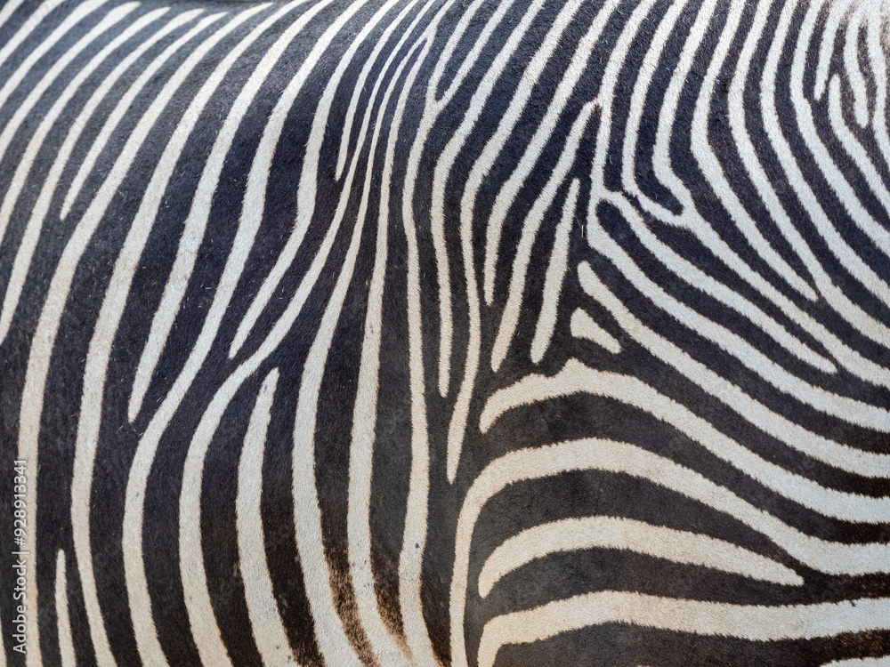 Poster Zebra