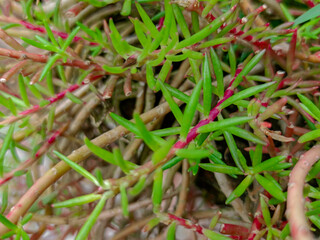 Bright portulaca pink flowers with Green leaves.