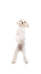 Cute purebred dog, Maltese with white fur, lovely pet dancing on his hind legs with joy against white studio background. Concept of grooming cervices and veterinaries, pet lovers, friendship.