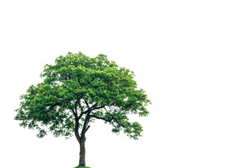 Obraz premium An isolated green tree with a lush canopy set against a transparent background, perfect for design projects and nature-themed graphics.
