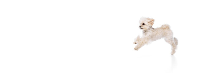Banner. Happy, overjoyed dog, purebred Maltese running against white studio background with negative space to insert text. Concept of grooming cervices and veterinaries, pet lovers, friendship.