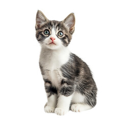 Obraz premium cut little cat sitting isolated on a transparent background, png cat