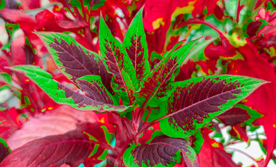 Obraz premium Bright Rooster Comb Flowering Plant with Red leaves.