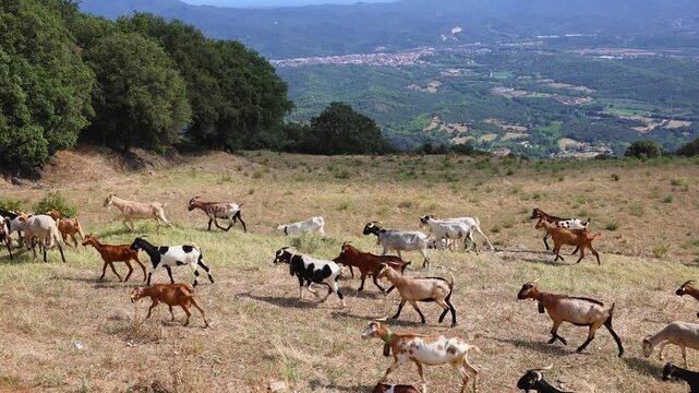 Reba&ntilde;o de cabras pastando y avanzando en el Parque Natural del Montseny