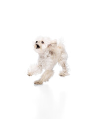 Funny, playful dog, barking looking questionably upward and ask for a treat against white studio background. Concept of grooming cervices and veterinaries, pet lovers, friendship.
