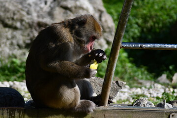 MACACHI GIAPPONESI DI MINOO, PRESSO AFFENBERG DI LANDSKRON, AUSTRIA.