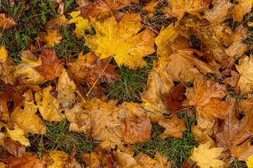 Autumn fallen leaves on the ground