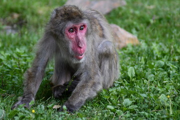 MACACHI GIAPPONESI DI MINOO, PRESSO AFFENBERG DI LANDSKRON, AUSTRIA.