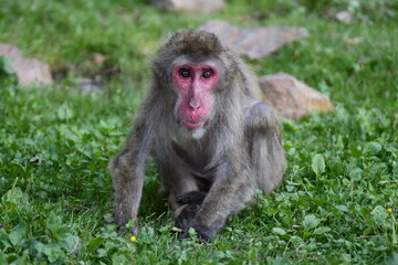 MACACHI GIAPPONESI DI MINOO, PRESSO AFFENBERG DI LANDSKRON, AUSTRIA.
