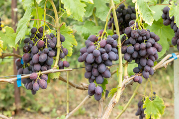 A vine with bunches of ripe blue grapes