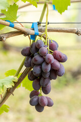 Close-up of a bunch of blue grapes on a vine