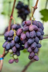 Close up of blue grapes on the vine