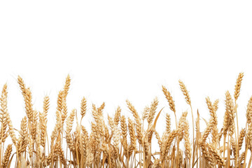Golden wheat field isolated on transparent background. Perfect for agricultural, farming, and cereal-related themes.