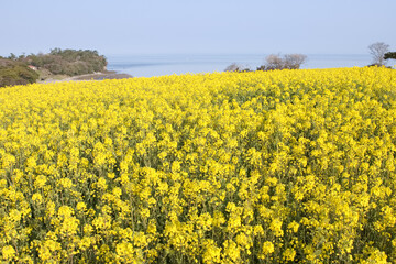 Fototapeta premium 海を背景にした菜の花畑