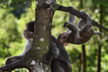 Obraz premium BABY MACACHI GIAPPONESI DI MINOO, PRESSO AFFENBERG DI LANDSKRON, AUSTRIA. 