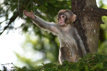 BABY MACACHI GIAPPONESI DI MINOO, PRESSO AFFENBERG DI LANDSKRON, AUSTRIA.
