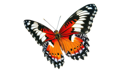 Naklejka premium Vibrant butterfly with orange, black, and white wings in flight. Perfect for nature, wildlife, and insect-themed projects!