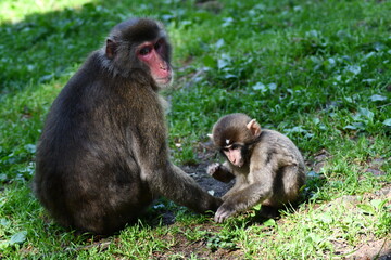 MACACHI GIAPPONESI DI MINOO, PRESSO AFFENBERG DI LANDSKRON, AUSTRIA.

